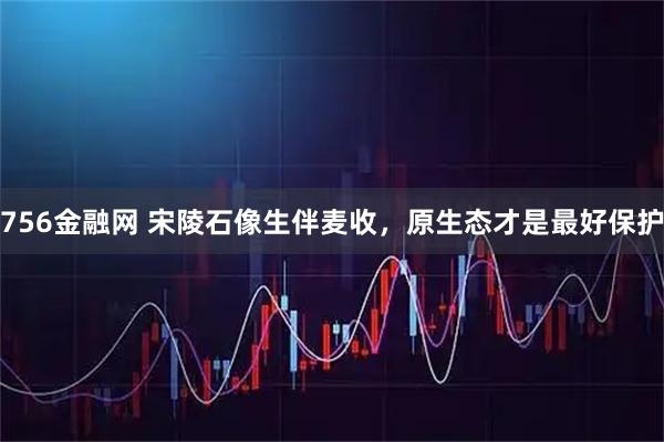 756金融网 宋陵石像生伴麦收，原生态才是最好保护